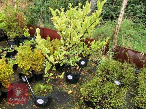 LAURUS 'MARBLE WHITE'
