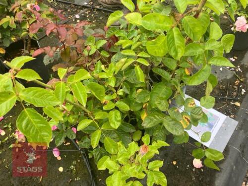 1 X ROSA 'SCENT FRONT HEAVEN'