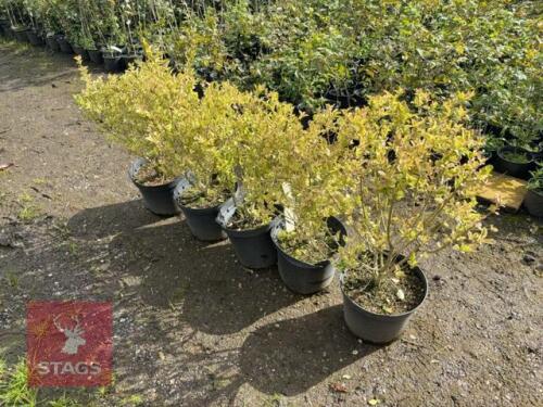 5 LIGISTRUM AUREUM