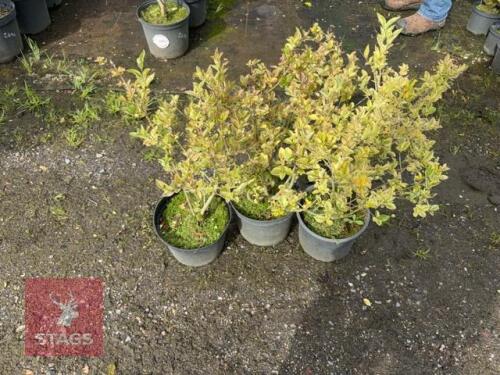 3 LIGUSTRUM AUREUM