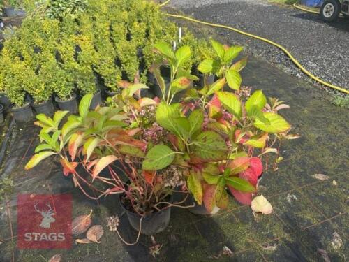 3 LACECAP HYDRANGEA
