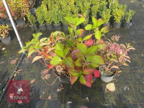 3 LACECAP HYDRANGEA