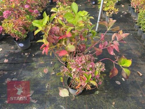 4 LACECAP HYDRANGEA