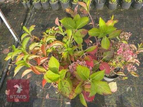 3 LACECAP HYDRANGEA