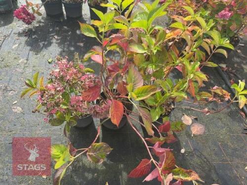 3 LACECAP HYDRANGEA