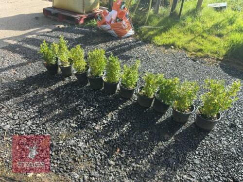 10 ILEX CRENATA (JAPANESE HOLLY)