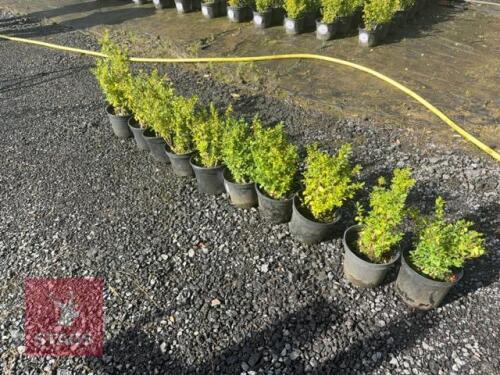 10 ILEX CRENATA (JAPANESE HOLLY)