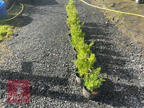 10 ILEX CRENATA (JAPANESE HOLLY)