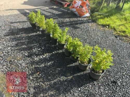 10 ILEX CRENATA (JAPANESE HOLLY)