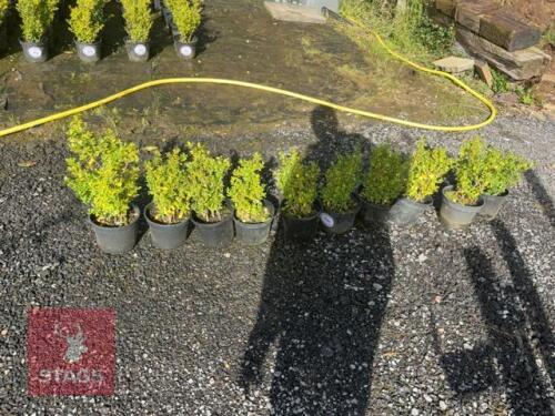10 ILEX CRENATA (JAPANESE HOLLY)