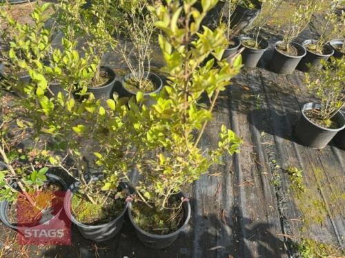 5 LIGUSTRUM OVALIFOLIUM (KOREAN PRIVET)