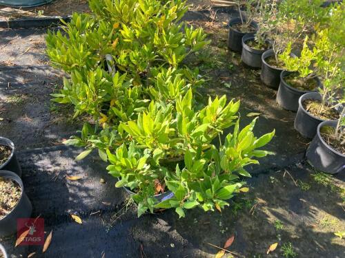 4 LAURUS NOBILIS (BAY)