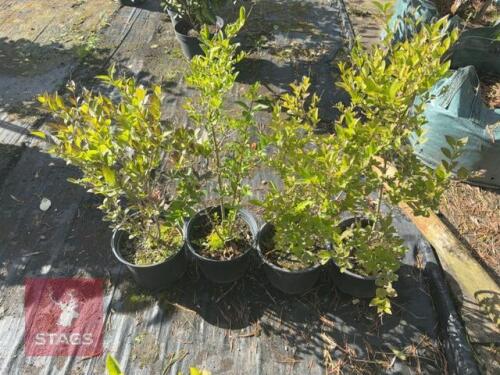 5 LIGUSTRUM OVALIFOLIUM (KOREAN PRIVET)