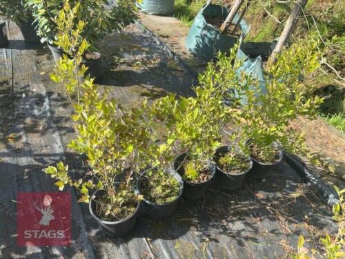5 LIGUSTRUM OVALIFOLIUM (KOREAN PRIVET)