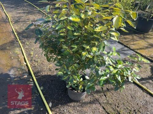 2 HEDGING PLANTS