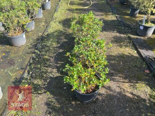5 ESCALLONIA APPLE BLOSSOM