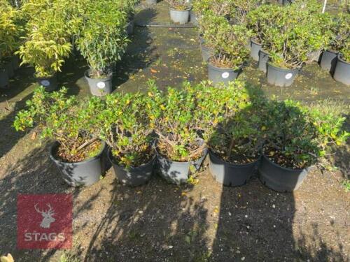 5 ESCALLONIA APPLE BLOSSOM