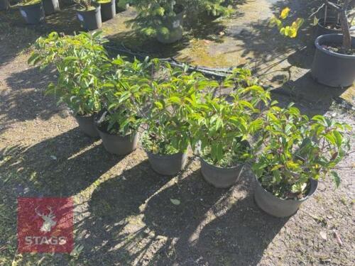 5 PRUNUS LUSITANICA (PORTUGESE LAUREL)