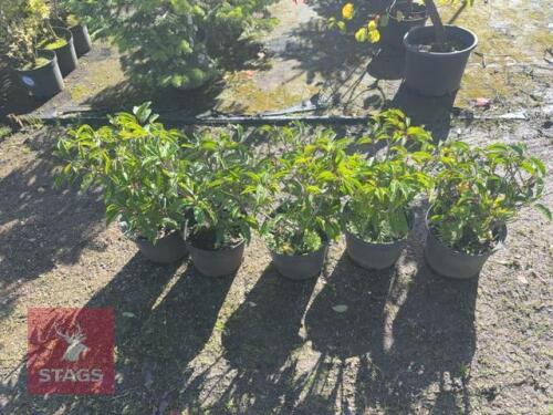 5 PRUNUS LUSITANICA (PORTUGESE LAUREL)