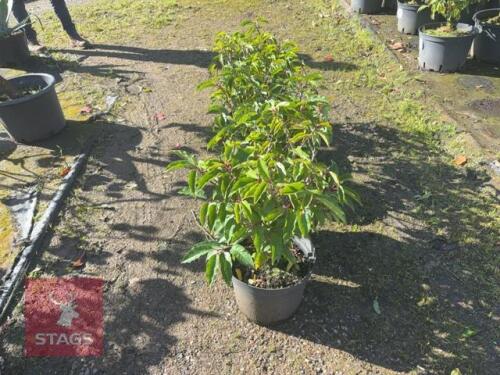 5 PRUNUS LUSITANICA (PORTUGESE LAUREL)