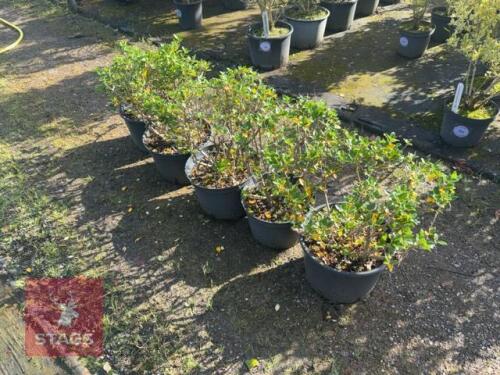 5 ESCALLONIA APPLE BLOSSOM