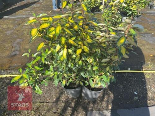 2 HEDGING PLANTS
