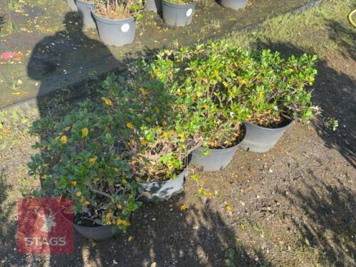 4 ESCALLONIA APPLE BLOSSOM