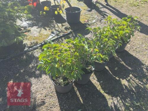 5 PRUNUS LUSITANICA (PORTUGESE LAUREL)