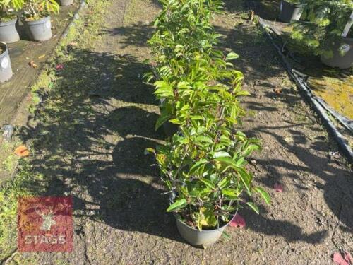 5 PRUNUS LUSITANICA (PORTUGESE LAUREL)