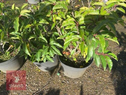 5 PRUNUS LUSITANICA (PORTUGESE LAUREL)
