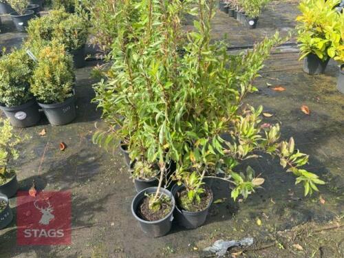 6 FORSYTHIA (GOLDEN BELLS)