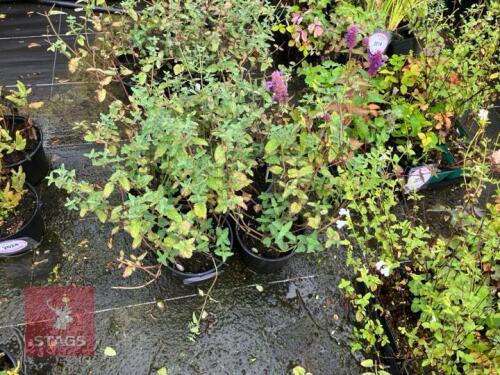 4 NEPETA KIT KAT