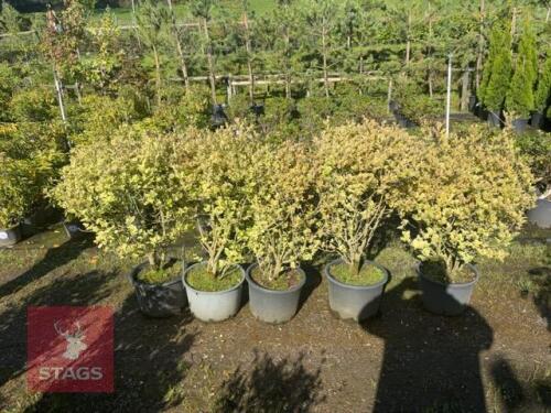5 LIGUSTRUM AUREUM (GOLDEN PRIVET)