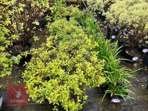 PITTOSPORUM CRUFF BALL