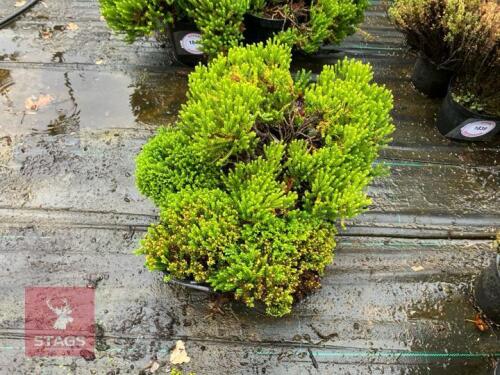 4 HEBE CALADONIA (VERONICA)