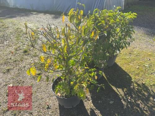 3 PRUNUS LUSITANICA (PORTUGESE LAUREL)