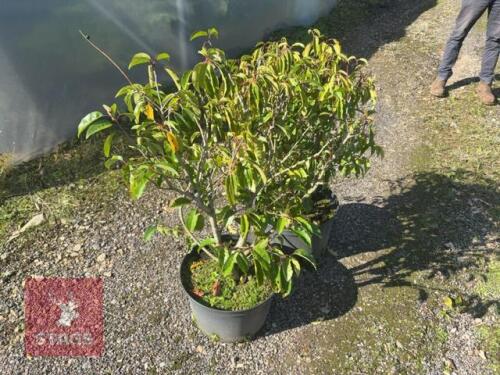 2 PRUNUS LUSITANICA (PORTUGESE LAUREL)