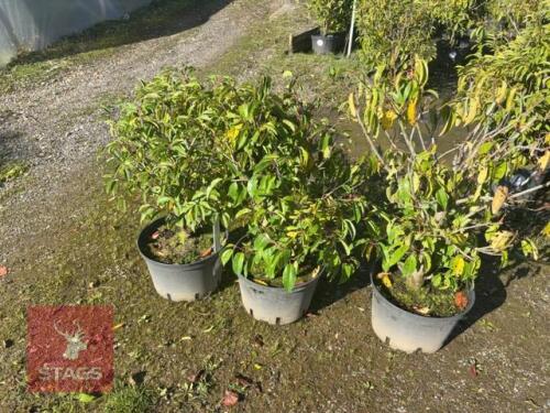 3 PRUNUS LUSITANICA (PORTUGESE LAUREL)