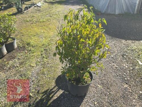 2 PRUNUS LUSITANICA (PORTUGESE LAUREL)