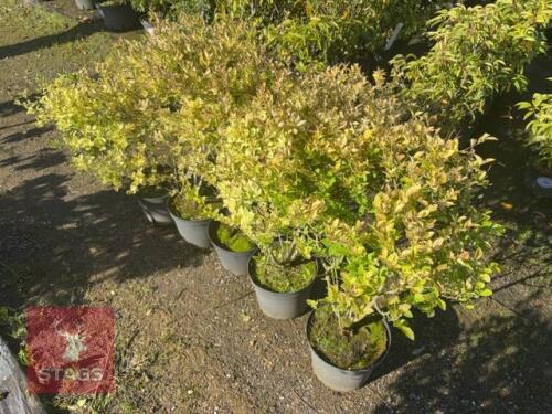 5 LIGUSTRUM AUREUM (GOLDEN PRIVET)