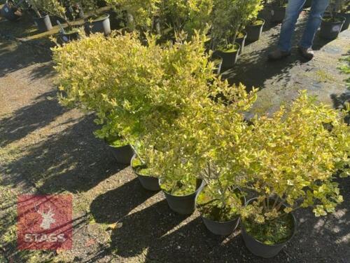 5 LIGUSTRUM AUREUM (GOLDEN PRIVET)