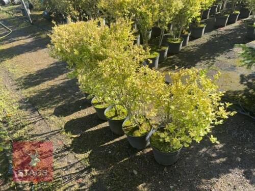 5 LIGUSTRUM AUREUM (GOLDEN PRIVET)
