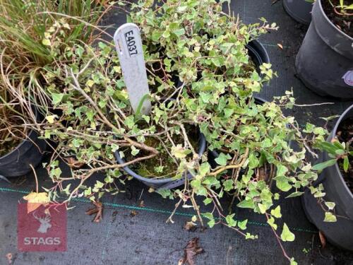 4 HEDERA CLOTTED CREAM (IVY)