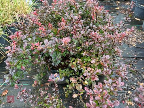 4 BERBERIS ATRO NANA (OREGON GRAPE)