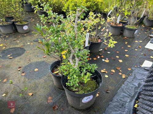 2 X SHRUBS