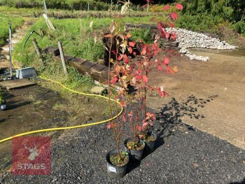 3 PRUNUS PADUS -MULTISTEM (BIRD CHERRY)