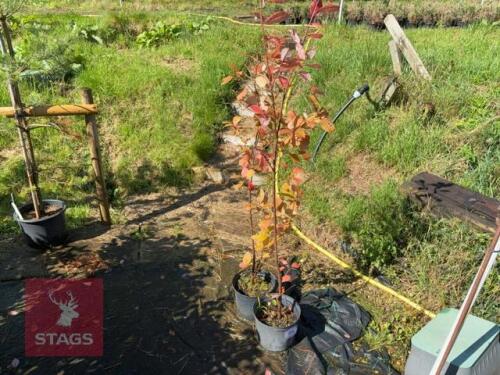 2 PRUNUS PADUS - MULTISTEM (BIRD CHERRY)