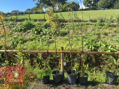 4 SORBUS ARIA (WHITEBEAM)