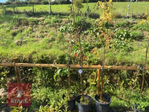 3 SORBUS ARIA (WHITEBEAM)