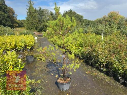 1 PINUS SYLVESTRIS (SCOTS PINE)
